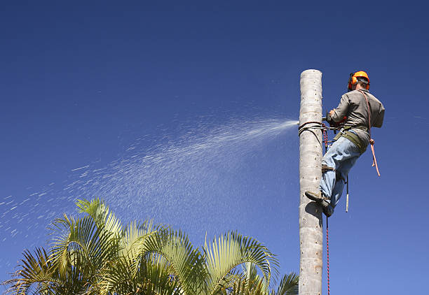 How Our Tree Care Process Works  in  Arlington, OH