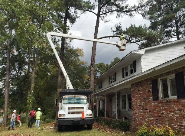 Best Hazardous Tree Removal  in Arlington, OH