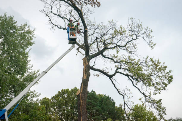Best Emergency Tree Removal  in Arlington, OH