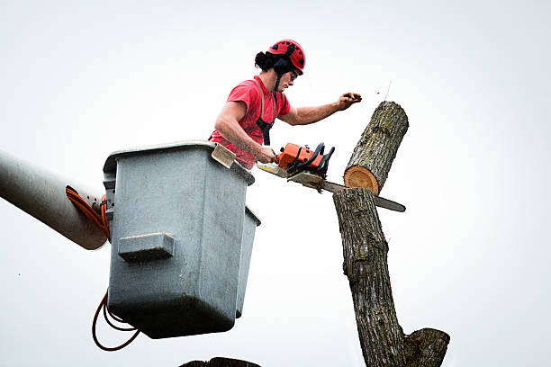 Best Firewood Processing and Delivery  in Arlington, OH